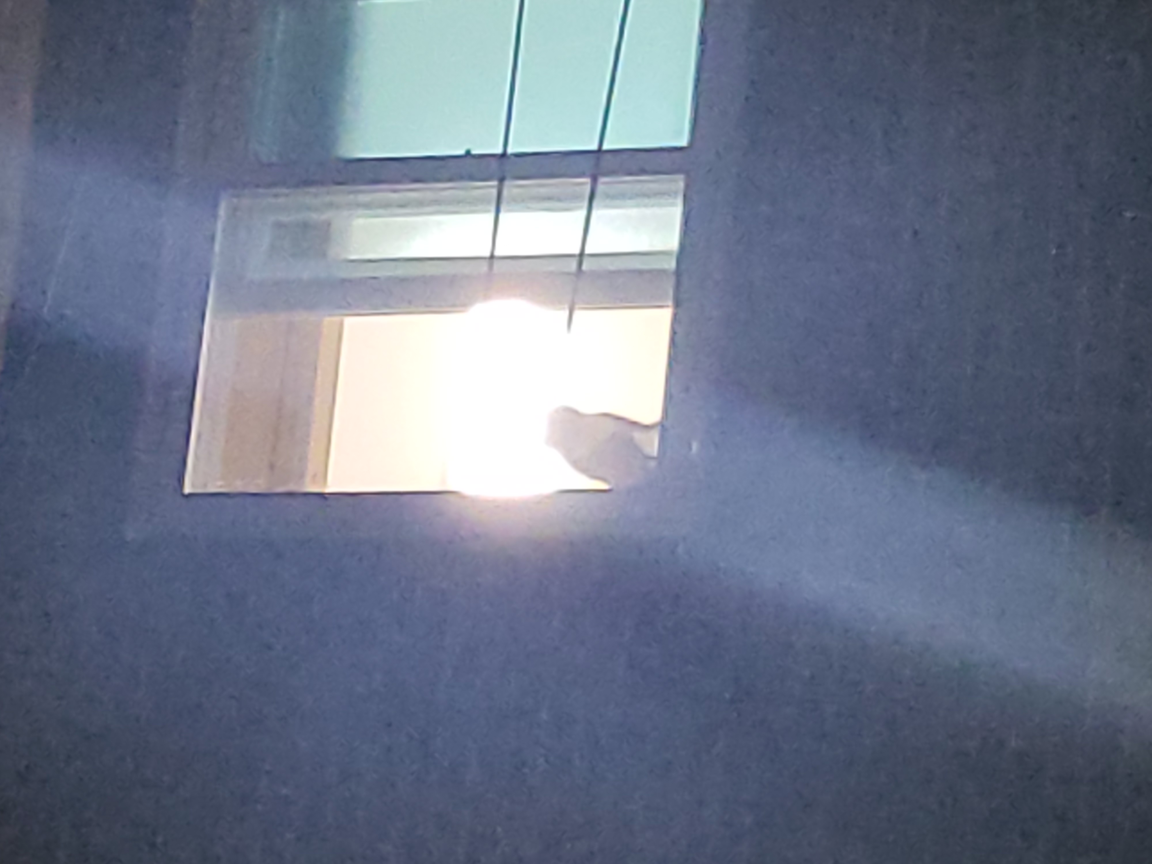 늦은 밤 퇴근길 나를 반겨주는 옆집 고양이